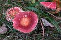 110_Russula_velenovskyi_Schotelrussula_IFBLd61622_3899a_JD_KWA1009AG
