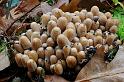114_Coprinus_micaceus_Gewone_glimmerinktzwam_IFBLd61622_7121a_JD_KWA1009AG