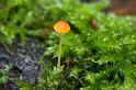 118_Mycena_acicula_Oranjegeel_trechtertje_10600a_JD_KAN0505AG