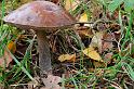 119_Leccinum_scabrum_Gewone_berkenboleet_IFBLc65443_7469a_JD_HBV1009AG