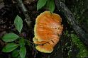 122_Laetiporus_sulphureus_Zwavelzwam_0790a_JD_ZDT0504AG