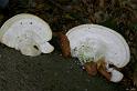 124_Trametes_gibbosa_Witte_bultzwam_6853a_JD_NIE0906AP