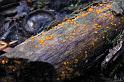 14_Dacrymyces_stillatus_Oranje_druppelzwam_IFBLc64733_3985a_JDHDB1009AP
