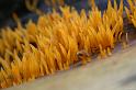 155_Calocera_cornea_Geel_hoorntje_6482a_JD_OHV0703HE
