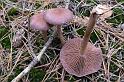 188_Cortinarius_anomalus_Vaaggegordelde_gordijnzwam_0529a_JD_HDB1007AG