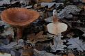 191_Lactarius_rufus_Rossige_melkzwam_IFBLc64733_7714a_JD_HDB0811AG