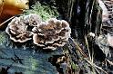 1_Trametes_versicolor_Gewoon_elfenbankje_IFBLc64733_6906a_JD_HDB1009AP