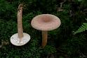 36_Lactarius_quietus_Kaneelkleurige_melkzwam_12026a_JD_KLO0807AG
