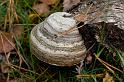 3_Fomes_fomentarius_Echte_tonderzwam_IFBLd61624_A050313a_JD_KWA1009AP