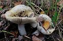 43_Russula_ochroleuca_Geelwitte_russula_IFBLc65443_7417a_JD_HBV1009AG