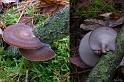 55_Polyporus_brumalis_Winterhoutzwam_2016a_JD_OPN1108AP