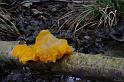 6_Tremella_mesenterica_Gele_trilzwam_8236a_JD_KWR1209AG