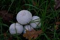 70_Lycoperdon_perlatum_Parelstuifzwam_IFBLd61624_A050291a_JD_KWA1009AG