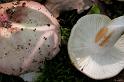 83_Russula_vesca_Smakelijke_russula_11269a_JD_ZDT0607AG