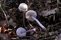 90_Mycena_pura_Gewoon_elfenschermpje_6747a_JD_ZVI0906AG