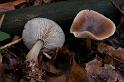 91_Collybia_butyracea_Gewone_botercollybia_9158a_JD_HDM0107AG